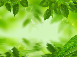 Green leaves water reflection background - environmental art free wallpaper for desktop