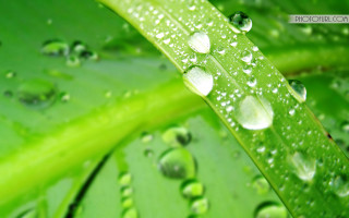 Green leaf water drops macro 15 - a green leaf free wallpaper for desktop