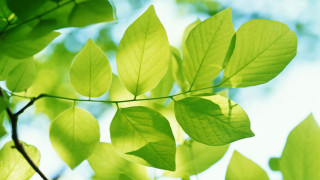 Green leafy branch sunlight blurry - sunlight free wallpaper