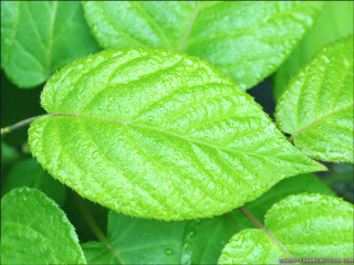 Close up green leaf water 11 - a green leaf free wallpaper