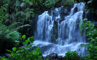 Waterfall forest trees plants nature - a waterfall in the middle of a forest free wallpaper