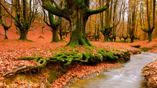 Stream forest trees leaves mossy 3 - in the middle free wallpaper