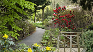 Garden path red flowers trees - ann thetis blacker free wallpaper
