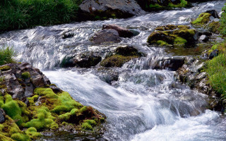 Stream water forest lush green - the rock free wallpaper