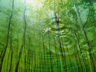 Forest tree circular object painting - a painting of a forest free wallpaper