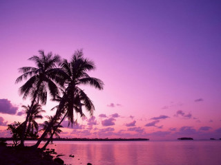 Palm tree sunset purple sky 4 - a tropical island free wallpaper