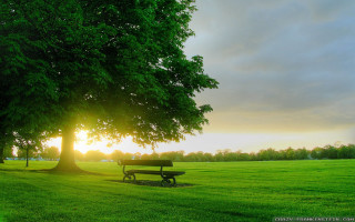 Park bench tree field sunset 5 - grass free wallpaper