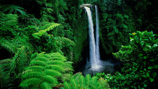 Waterfall green foliage jungle nature - tropical free wallpaper
