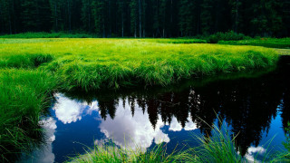 Grassy field pond trees clouds - a pond and trees free wallpaper