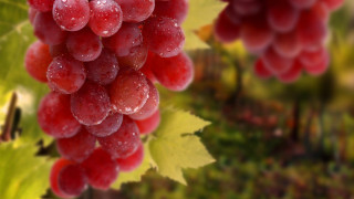 Grapes hanging vine water droplets - a vine free wallpaper
