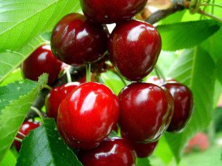 Cherries hanging tree branch leaves - a green leafy background free wallpaper