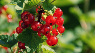 Red berries tree branch leaves 3 - betty merken free wallpaper