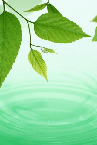 Green leaf floating lake tree - andries stock free wallpaper