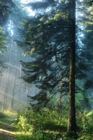 Sunny path woods fog trees - a detailed matte painting free wallpaper