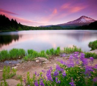 Mountain lake purpleflowers forest sunset - beautiful landscape free wallpaper