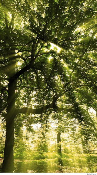Green forest sunlight trees leaves - the sun free wallpaper