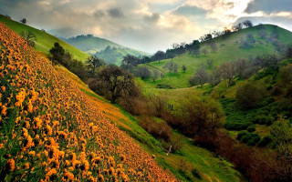 Autumn field cloudy sky hillside - a field of flowers free wallpaper