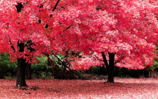 Red tree autumn leaves bench - underneath free wallpaper