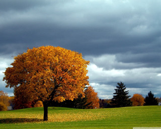 Yellow leaves tree field cloudy - a cloudy sky in the background free wallpaper