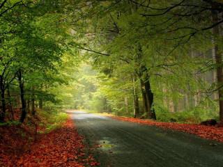 Forest road trees leaves ground 5 - the side of the road free wallpaper