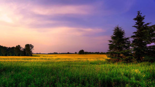 Field grass trees cloudy purple - impressionist free wallpaper