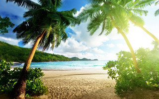 Beach palm tree blue ocean 4 - free bikini wallpaper