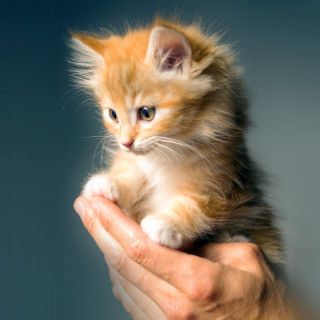 Kitten hand blue background person - the camera free wallpaper