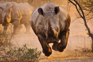 Rhino running dusty field background 2 - free animals wallpaper