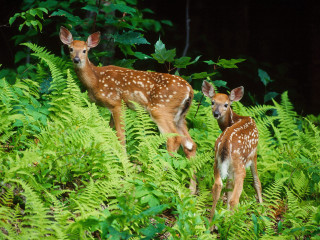 Two deer lush green forest - two deer free wallpaper