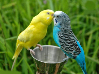 Two birds kissing metal cup - the other free wallpaper