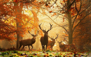 Deer forest orange leaves sunbeam - orange leaf free wallpaper