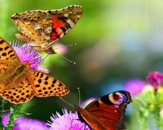 Three butterflies flower sunlight blurry - a blurry background free wallpaper