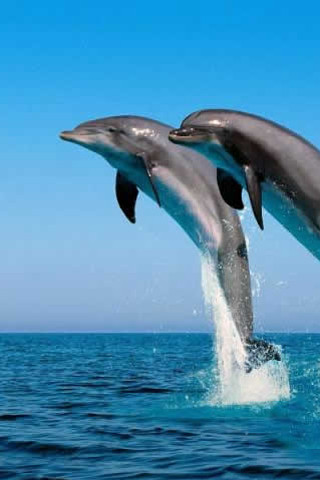 Dolphins jumping ocean blue sky 7 - the ocean free wallpaper