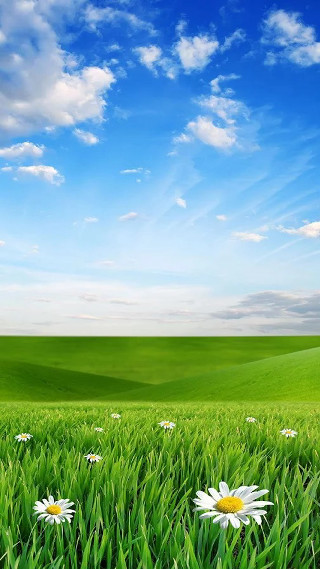 Field grass flowers blue sky - a little girl free wallpaper