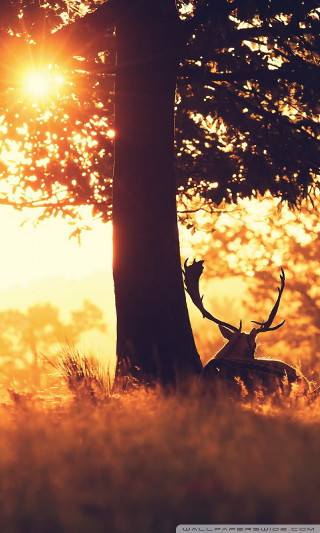 Deer sitting under tree sunlight - the sun free wallpaper