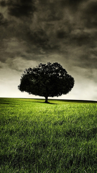 Lone tree field cloudy sky 18 - digital photography free wallpaper