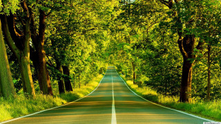 Road lined with trees and 3 - a forest of trees and grass free wallpaper