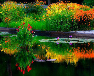 Pond lily pads autumn flowers - colorful flower free wallpaper