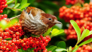 Bird sitting branch tree berries 2 - the branch free wallpaper
