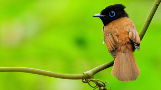 Small bird blue eye branch 2 - a branch of a tree branch free wallpaper