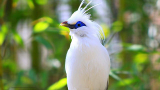 White bird blue eyes branch - a long tail free wallpaper
