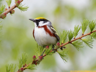 Bird perched pine tree cones 3 - yellow beak free wallpaper