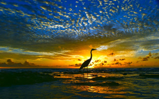 Bird sunset water clouds reflection - a body of water below free wallpaper