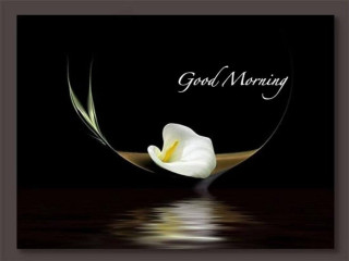 White flower black background good 2 - felipe seade free wallpaper
