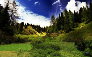 Green field trees blue sky 4 - forest free wallpaper