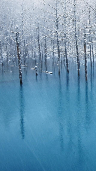 Trees water snow reflection winter - impressionist free wallpaper