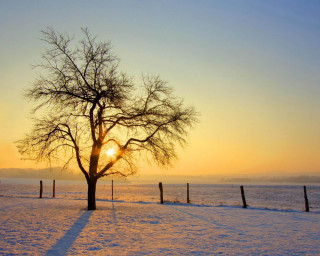 Tree snow sunset fence background - a tree in the snow free wallpaper