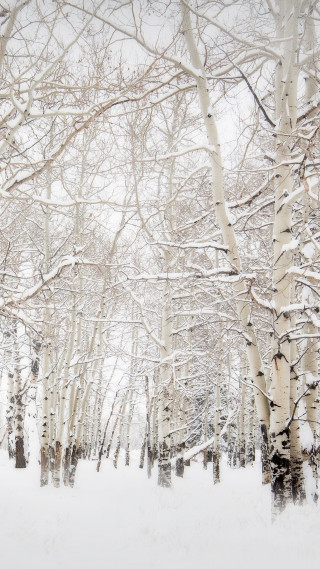 Snowy forest bench winter trees - free winter wallpaper
