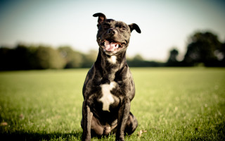 Black white dog sitting grass 4 - his tongue free wallpaper