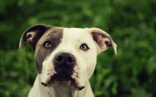 Dog white brown nose green - a green background free wallpaper